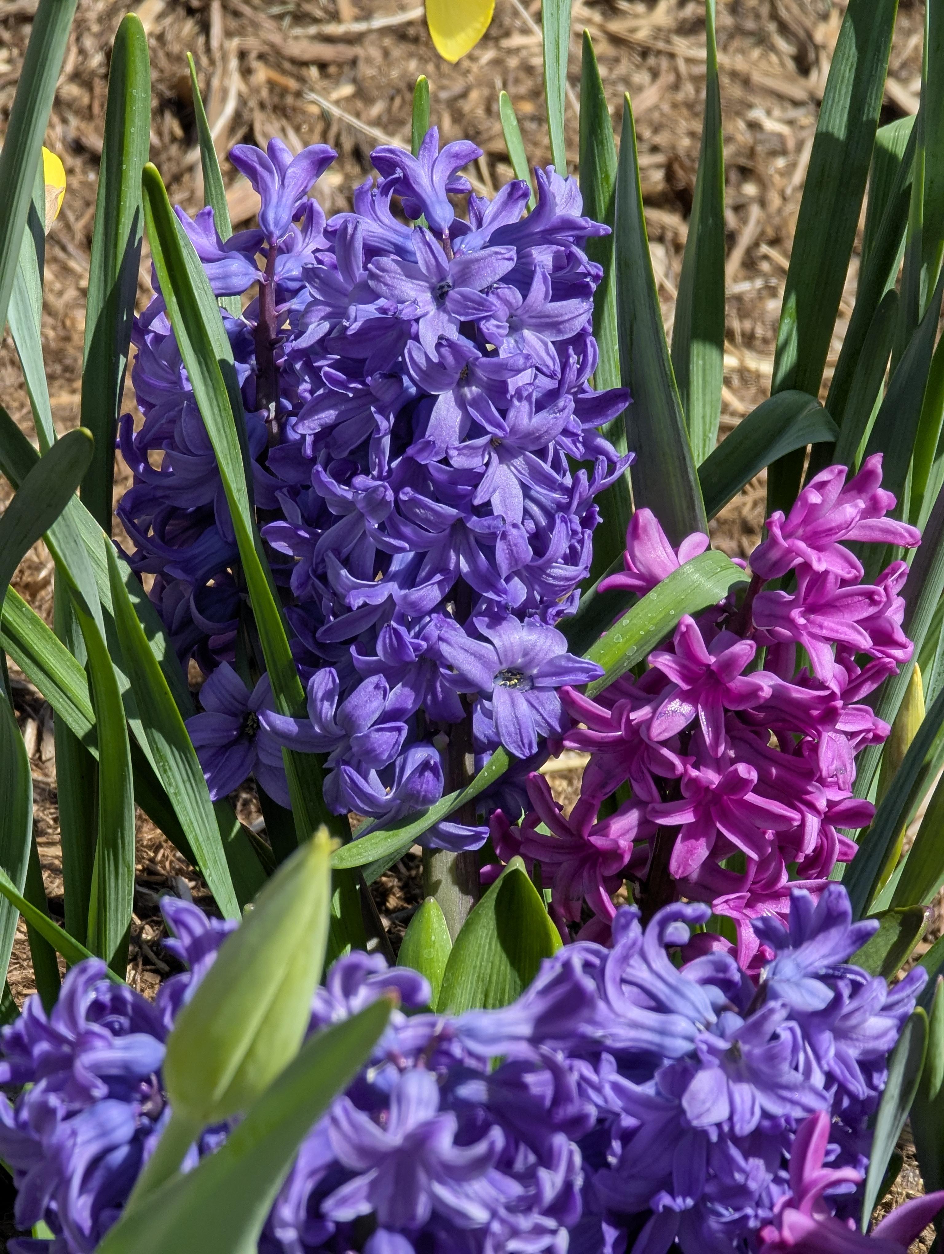 Garden, Flowers, Morrison, Colorado